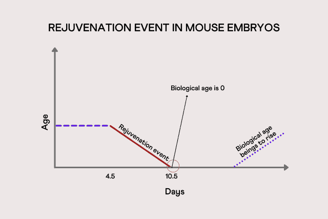 Rejuvenation event in mouse embryos