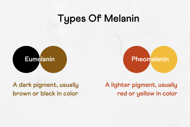 Types of melanin