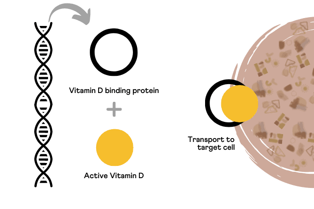 how much vitamin D should I take