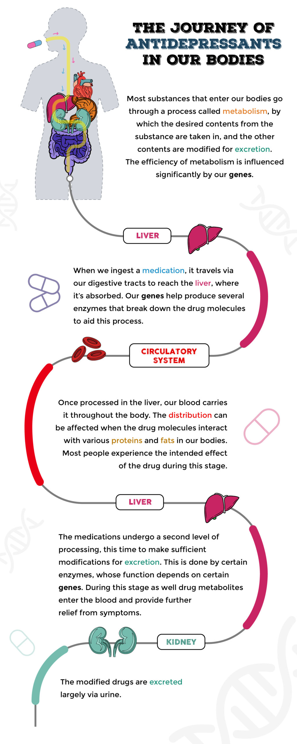 Infographic showing how anti-depressants work.