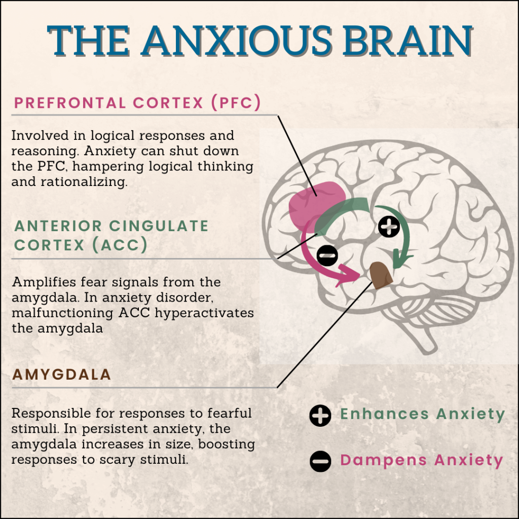 How does anxiety affect the brain